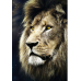 Пазлы Trefl (1500): Портрет льва