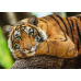 Пазлы Trefl (500): Портрет тигра